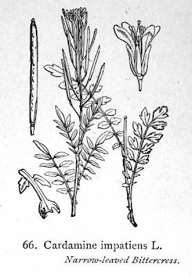 Narrowleaf bittercress