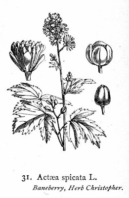 Actaea spicata L.