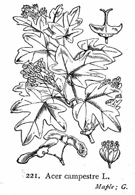 Field maple
