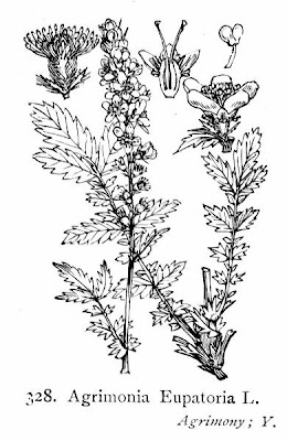 Agrimonia comune Agrimonia comune