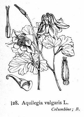 Aquilegia vulgaris L.