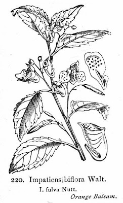 Imaptiens fulva
