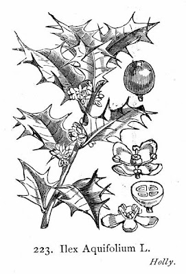 Ilex aquifolium,
Agrifoglio,
English holly
