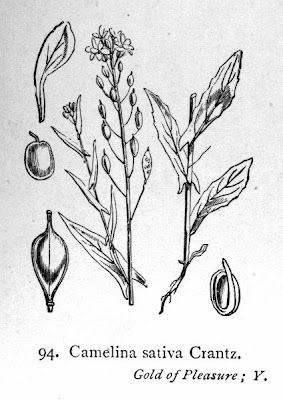 Camelina pilosa
