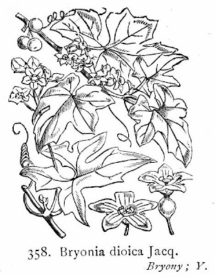 Cretan bryony Cretan bryony