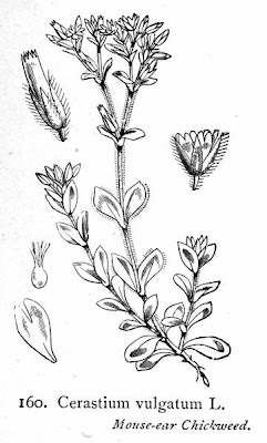 Big chickweed Big chickweed