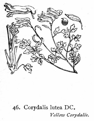 Colombina gialla Colombina gialla