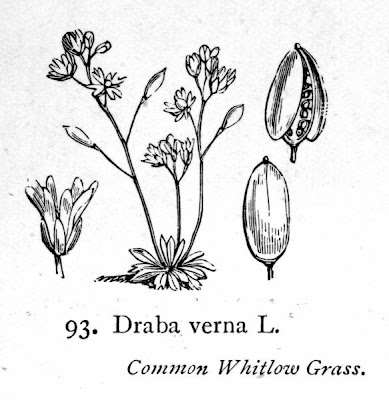 Draba verna,
spring draba,
spring Whitlowgrass