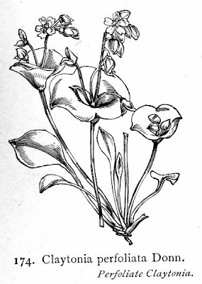 Durchwachsene Claytonie
