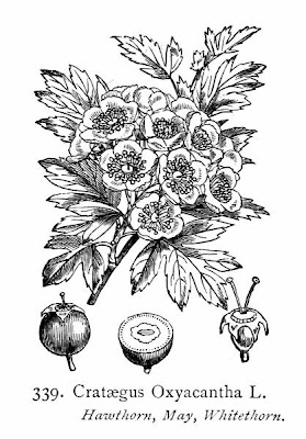 Biancospino selvatico Biancospino selvatico