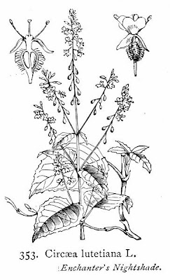 Enchanter's Nightshade