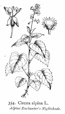 Erba-maga delle Alpi