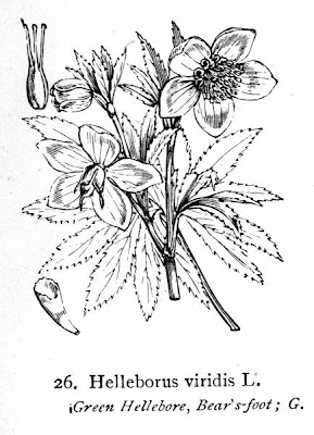 Green hellebore Green hellebore
