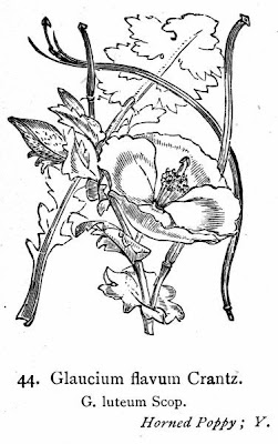 Horned-poppy Horned-poppy