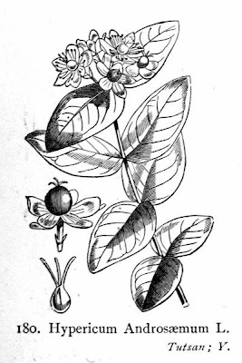 Hipéricum Hipéricum