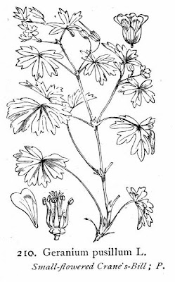 G�ranium � tiges gr�les