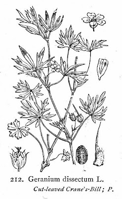 G�ranium � feuilles d�coup�es