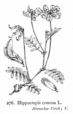 Horseshoe-vetch