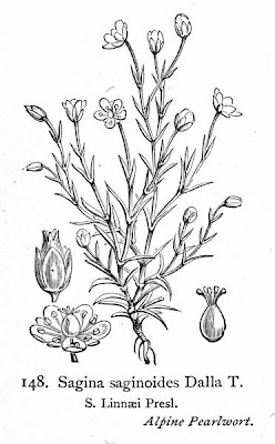 Sagina delle Alpi