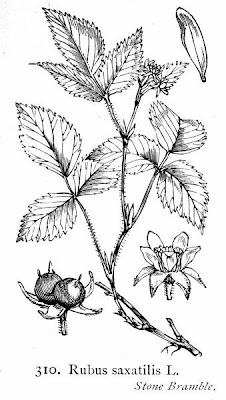 Greenland thornless blackberry Greenland thornless blackberry