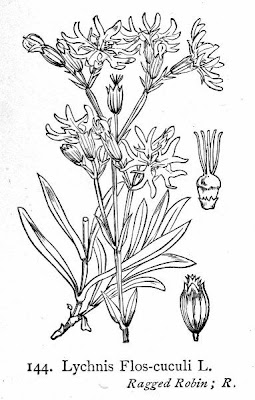 Crotonella Fior di cuculo Crotonella Fior di cuculo