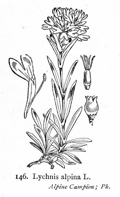 Crotonella alpina Crotonella alpina