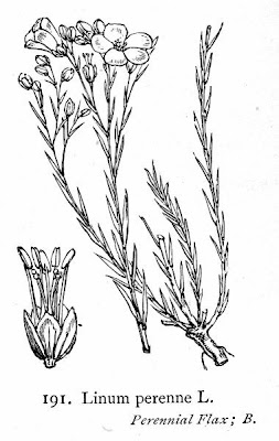 Alpine flax Alpine flax