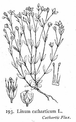Fairy flax Fairy flax