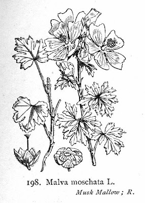 Malva moschata L.