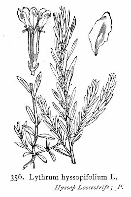 Hyssop loosestrife Hyssop loosestrife