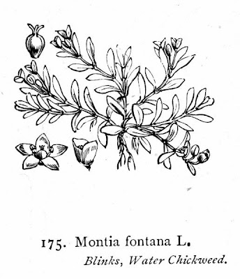 Fountain miner'slettucer