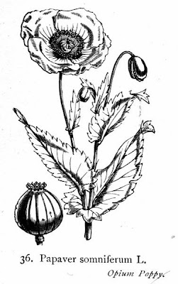 Opium poppy Opium poppy