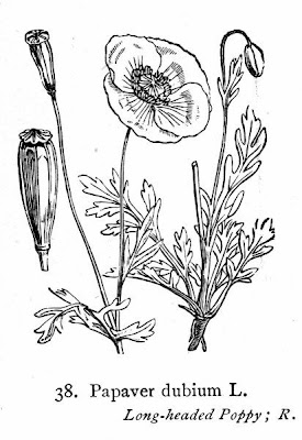 Saat-Mohn