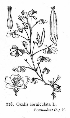 Oxalis cornicul�e