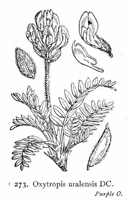 Oxytropis uralensis