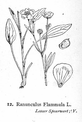 Ranunculus flammula,
greater creeping spearwort,
lesser spearwort,
Ranuncolo delle passere,
spearwort,
spearwort buttercup