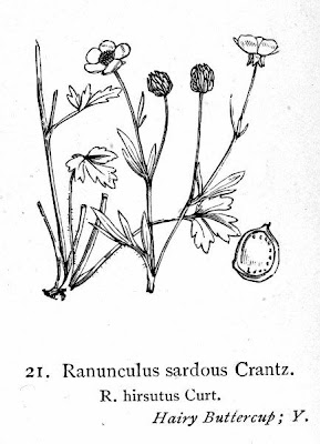 Renoncule des marais Renoncule des marais