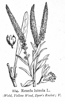 F�rberkraut