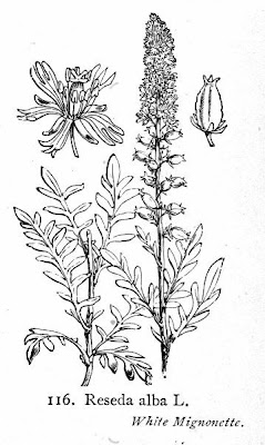 Erba ruchetta