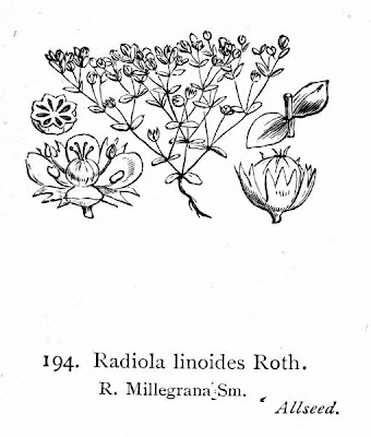 Radiola millegrana
