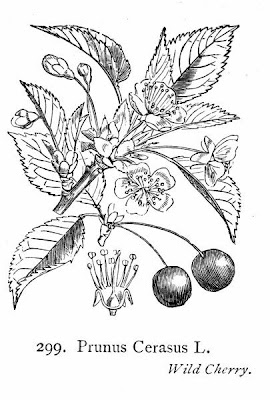 Ginja