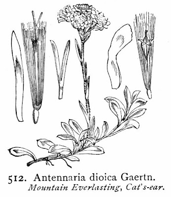 Antennaria dioica (L.) Gaertn.