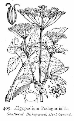 Goutweed Goutweed