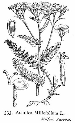 Giant yarrow