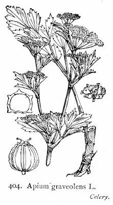 Apio Apio