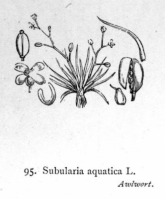 Awlwort