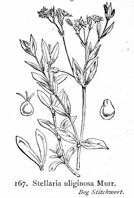 Bog starwort Bog starwort