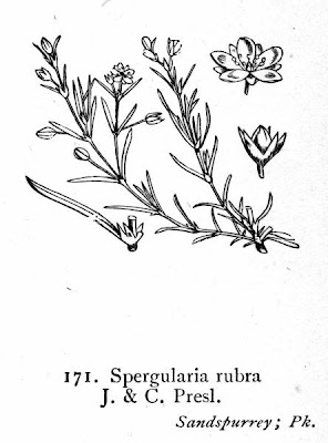 Esparcilla encarnada Esparcilla encarnada