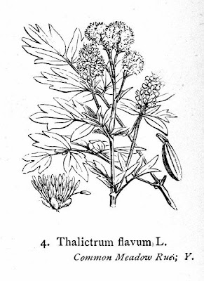 Thalictrum flavum L.