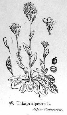 Alpine Penny Cress Alpine Penny Cress